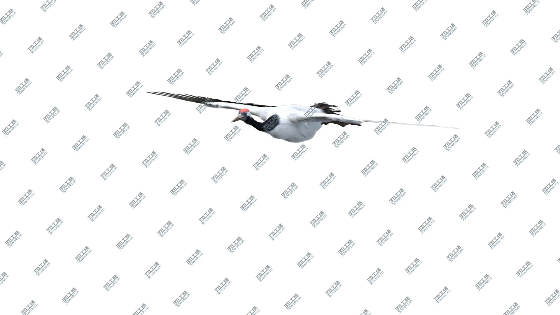 images/goods_img/20210319/Red-crowned Crane Fur Animated Rigged model/5.jpg